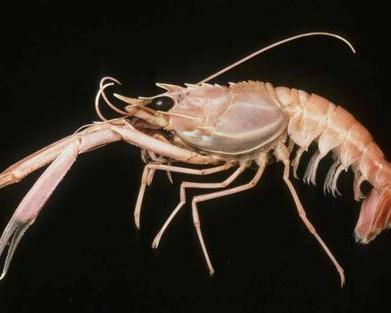 国产有海鳌虾吗视频,探寻我国海洋养殖新篇章