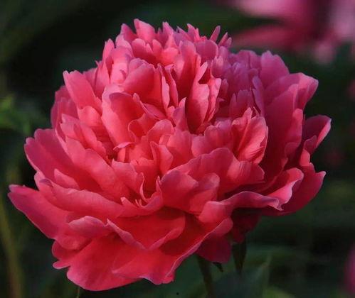 国产芍药品种介绍视频,花中仙子，国色天香