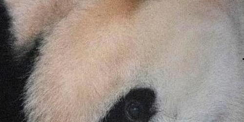 熊猫夫妇中国产子视频