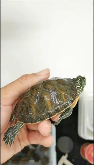 国产乌龟视频大全播放,萌宠奇遇记，带你领略龟界风采